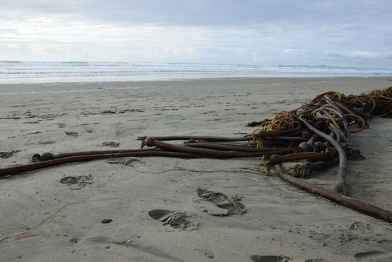 Long Beach mit riesen Algen