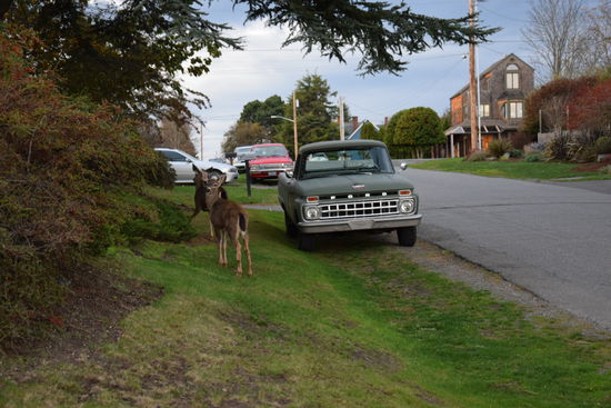 Rehe gibts hier überall und sie sind gar nicht scheu