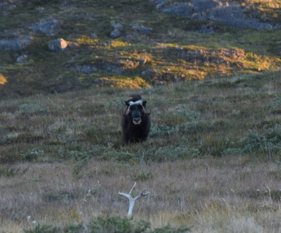 ...und Herr Moschus.