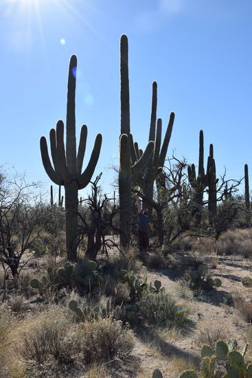 Arizonas beruehmtester Kaktus Saguaro