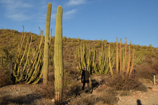 Organ Pipe Kakteen