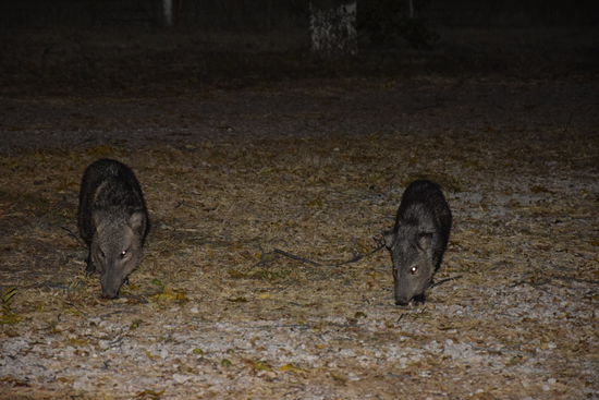 Javalinas
