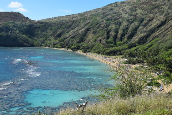 Hanauma Bay
Leider hatten wir keine Unterwasserkamera für diese unglaubliche Fischwelt