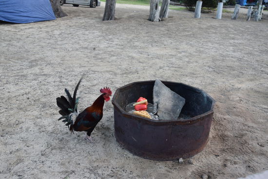 Weihnachtsgrillen mit Besuch. Hätte ich nichts unternommen wäre er direkt auf dem Grill gelandet. Praktisch, wenn wir keine Vegetarier wären
