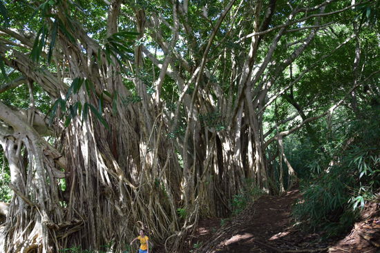 Wanderrung im Manoa Valley