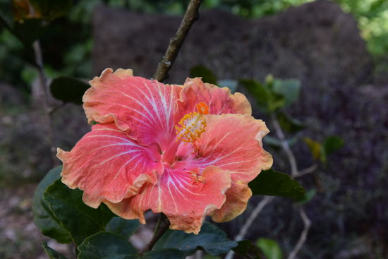 Hibiskus