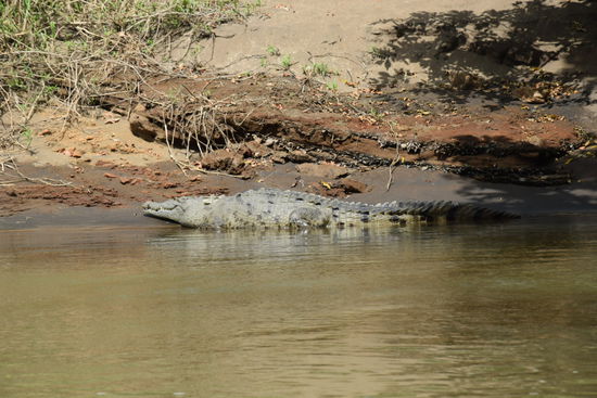 Krokodile auf dem Weg durch den Regenwald