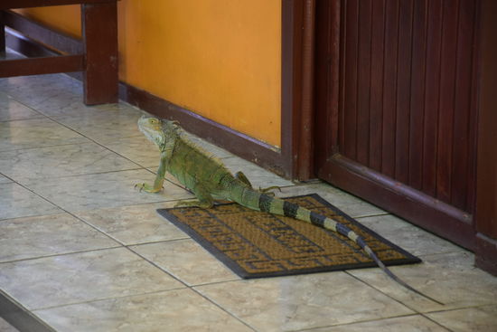 Vorsicht hier fallen die Echsen aus den Bäumen