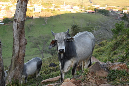 So sehen die Kühe und Bullen in Costa Rica aus