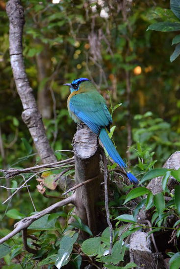 Diese Paradiesvögel konnte man in Monteverde nicht übersehen
