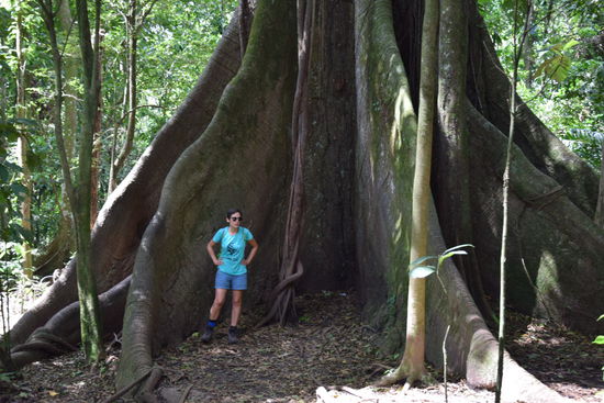Im Nationalpark Arenal
Man sieht nur die Wurzel, der Rest dieses Riesen hat nicht aufs Bild gepasst