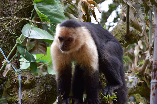 Affenbesuch zum Frühstück