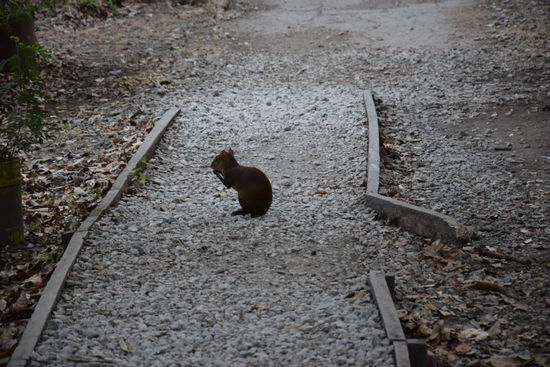 und jede Menge Tiere