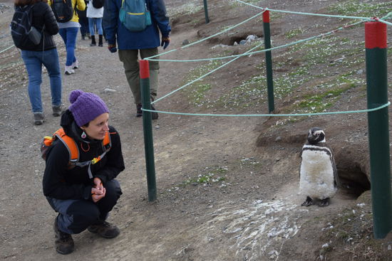 Hier konnte man den Magellanpinguinen richtig nah kommen