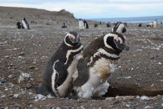 Sie waren gerade in der Mauser