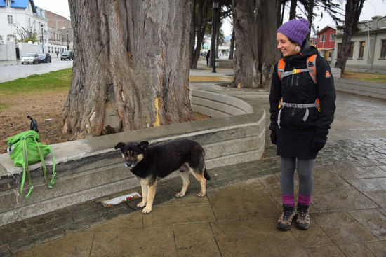 In Patagonien gibt es viele Straßenhunde