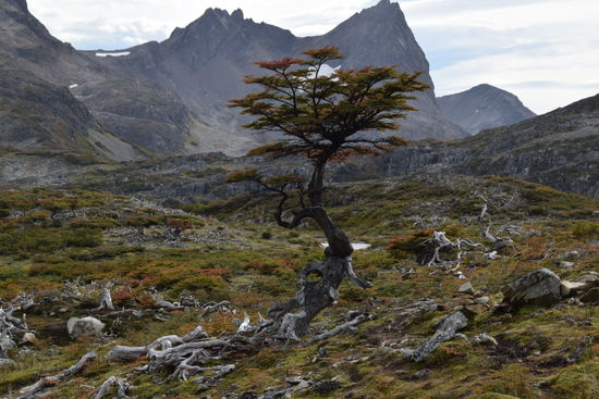 Leider haben die Biber hier kaum einen Baum stehen gelassen