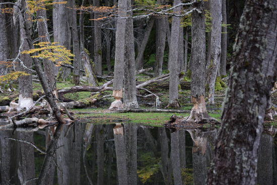 Bei diesem Biberbefall musste man Angst haben, dass einem kein Baum auf den Kopf fällt