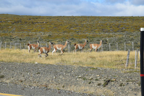 Und mal wieder Guanakos
