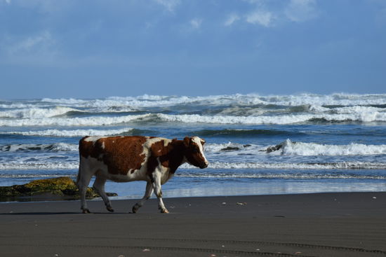 Die Strandkühe hier ernähren sich tatsächlich von Algen