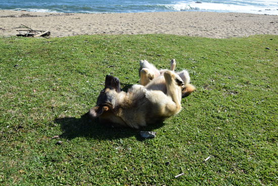 Loco in seinem Element