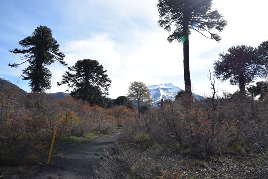 Rund um den Vulkan Lonquimay