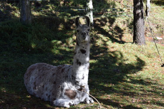 Die Lamas der Suizandina Lodge