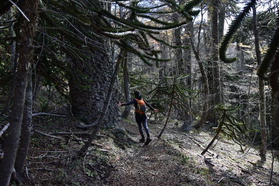 Und mal wieder Araukarien