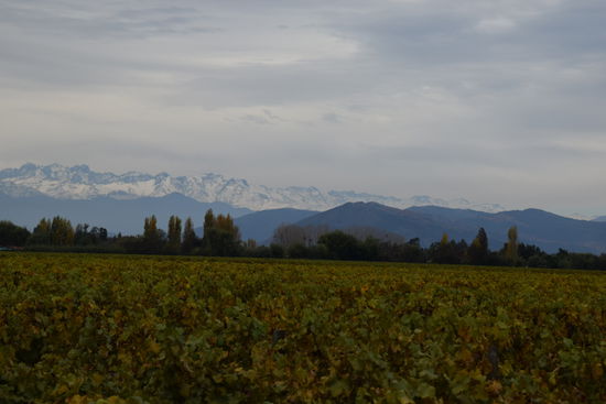 Der Blick über die Weinfelder und auf die Berge