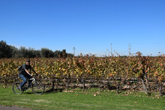 Mit dem Rad durch die Weinreben