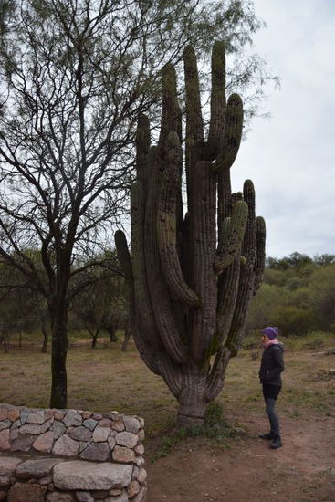 Obwohl es hier nachts so kalt wird, wachsen dort riesige Kakteen