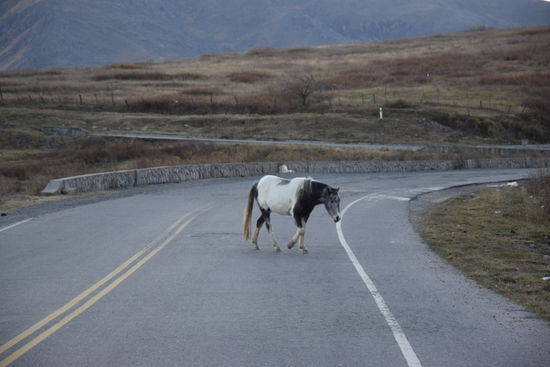 Auf den Straßen tauchten Pferde, Esel, Vikunjas und Füchse auf. Das war nachts ganz schön anstrengend