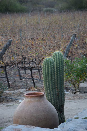 Ein Weingut in der Nähe von Salta