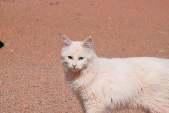 Es gab wirklich Katzen in der Wüste