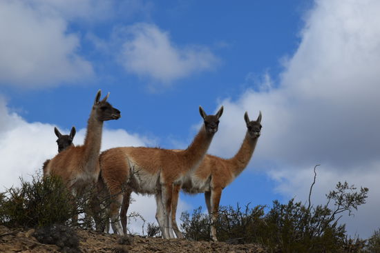 Hier gab es jede Menge Vikunjas