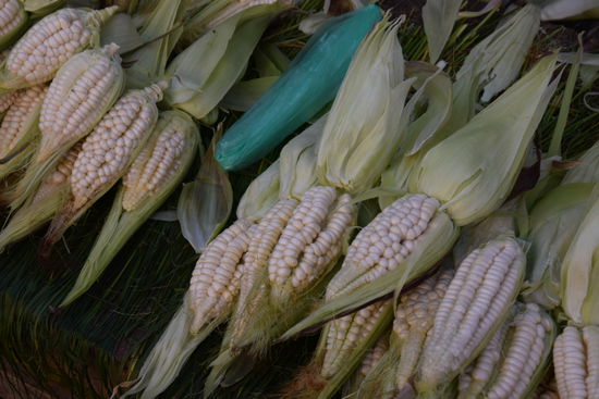 Die Maiskörner sind hier etwas größer...