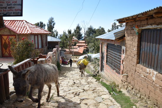 Anstelle von Autos gabs hier Esel