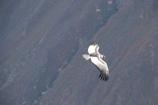 Ein Condor, wirklich riesig diese Vögel