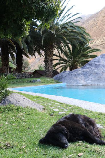 Unser treuer Begleitet Blancita