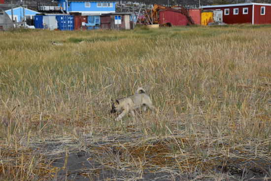 Die kleinen Schlittenhundwelpe dürfen noch frei herumlaufen. Die ausgewachsenen Tiere sind angekettet.