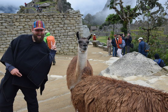 In den Ruinen lebten einige Lamas