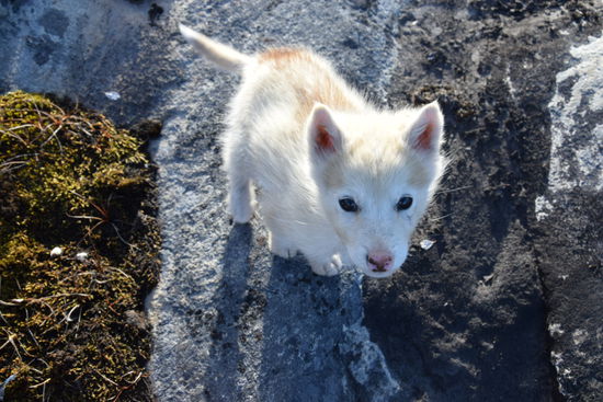 Mal wieder ein niedlicher Schlittenhundwelpe.