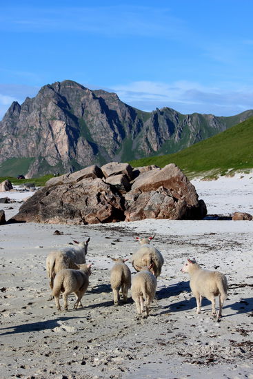 Fast handzahme Schafe am Strand und Farben, wie ich sie zuvor nur auf Sardinien gesehen hatte. Hin und wieder sah es so aus, als hätte man Milch und dunkelblaue Farbe ins Wasser gekippt.