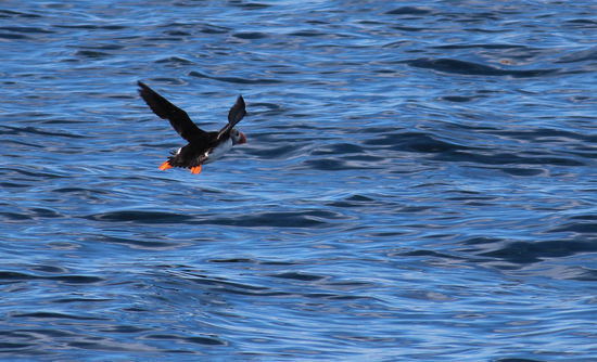 Es war schwierig vom Boot aus die kleinen fliegenden Düsenjäger, die Puffins zu fotografieren