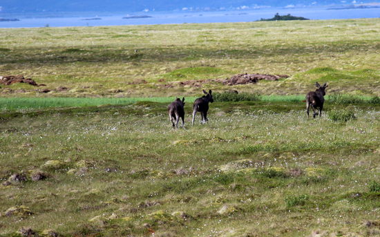 Und immer wieder Elche