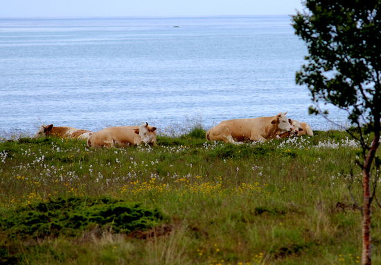 Kühe am Strand- kein ungewohntes Bild auf der stürmischen Meerseite der Lofoten