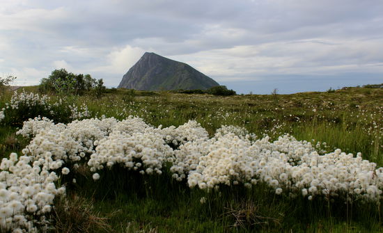 Und wie gerne wäre ich hier hochgekraxelt: der Hoven mit Wollgras im Vordergrund