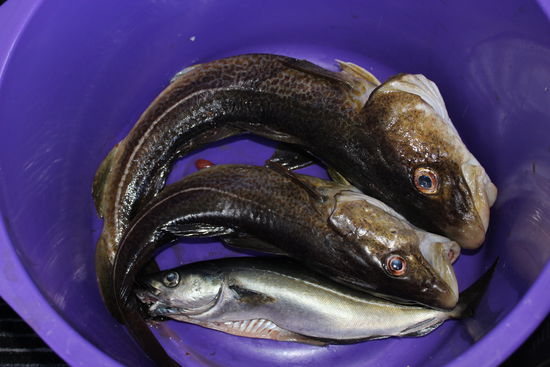 Fast jeden Tag: Fische satt.