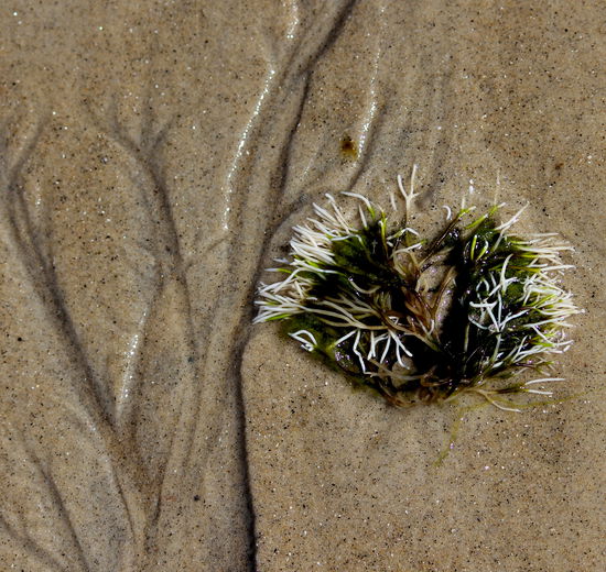 Auf dem Weg über die RV 17 kam man immer wieder an einsamen Stränden vorbei, die zu Spaziergängen einluden.