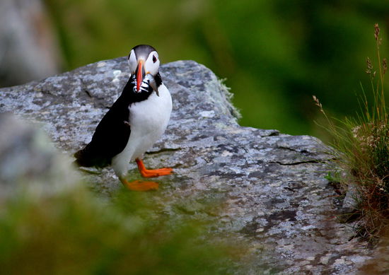 Ein Puffin ganz nah mit Futter im Schnabel